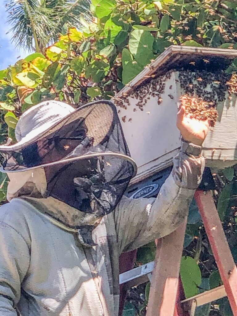 Dan, a beekeeper in Hawaii, works without gloves to gently re-home a wild colony